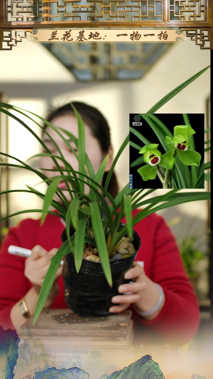 全部花苞春剑大富贵