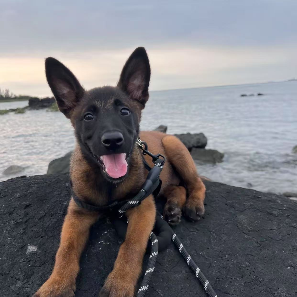 活体精品马犬幼犬链接一物一拍护卫犬工作犬