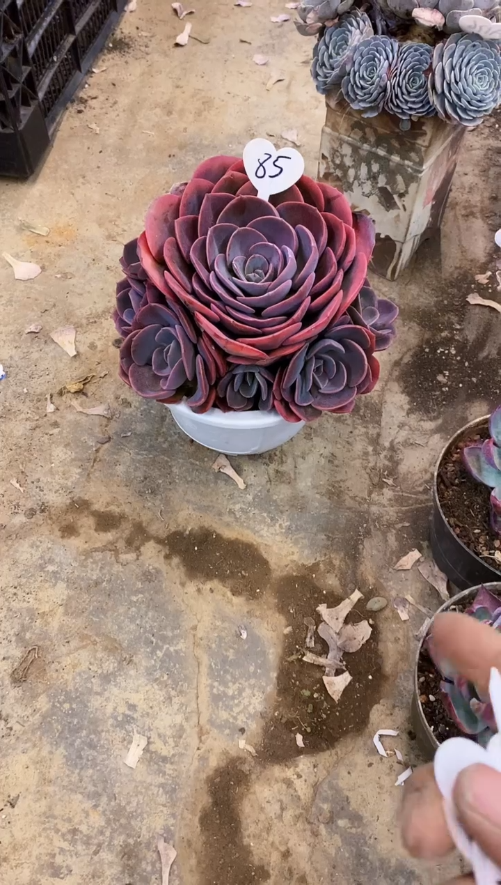 枫**飘           85 号￥30