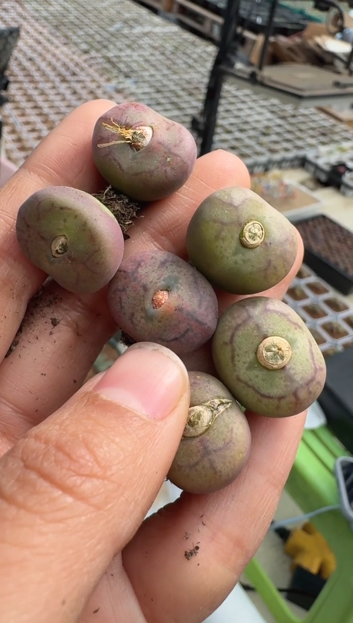 51多肉植物肉锥杂交一颗