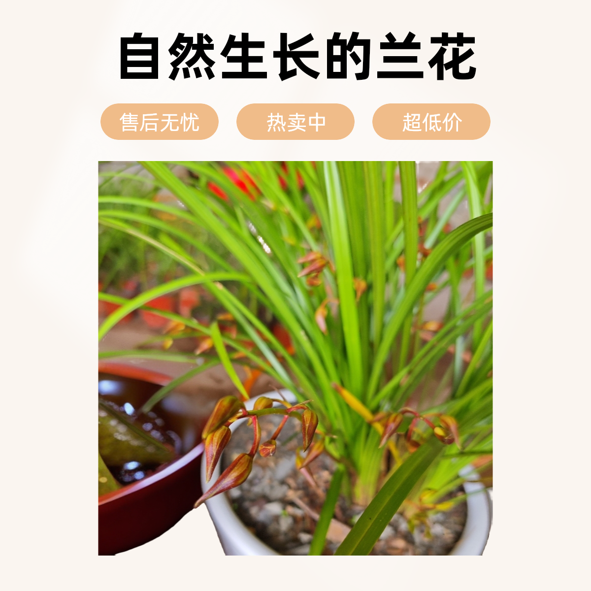 秋之奇花异草浓香型兰花苗四季开花好养易活室内外绿植盆栽