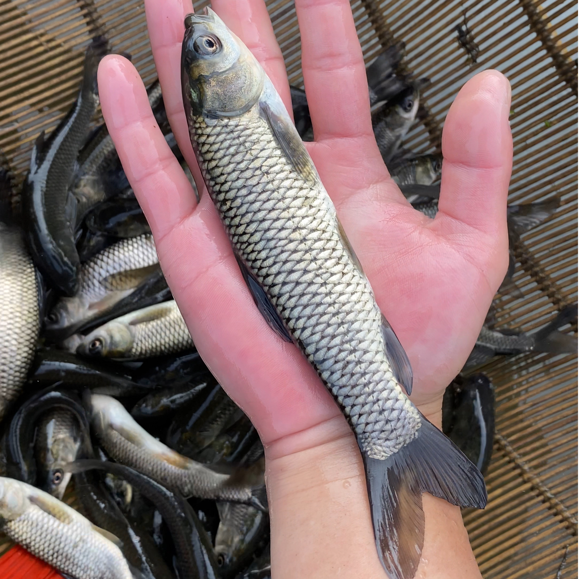 活体观赏草鱼皖鱼鲩鱼淡水养殖好养水族宠物鱼