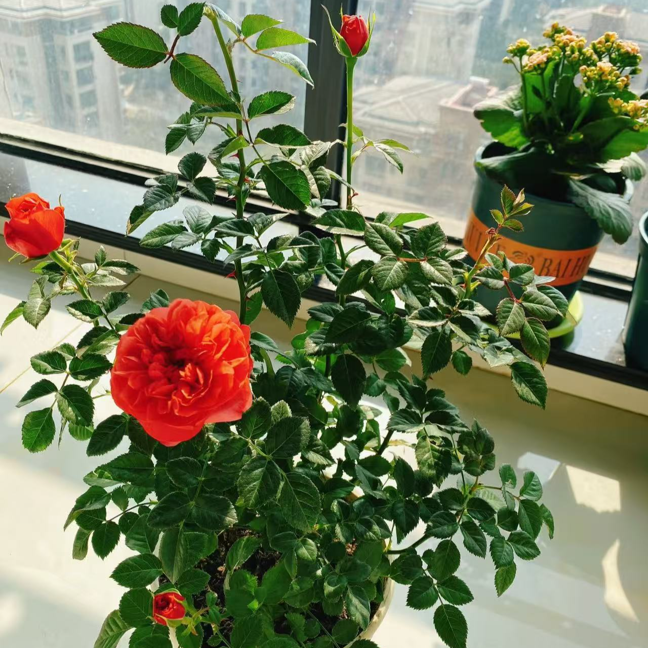 【彩虹阳台】月季花苗阳台庭院微型丰花四季开花盆栽绿植