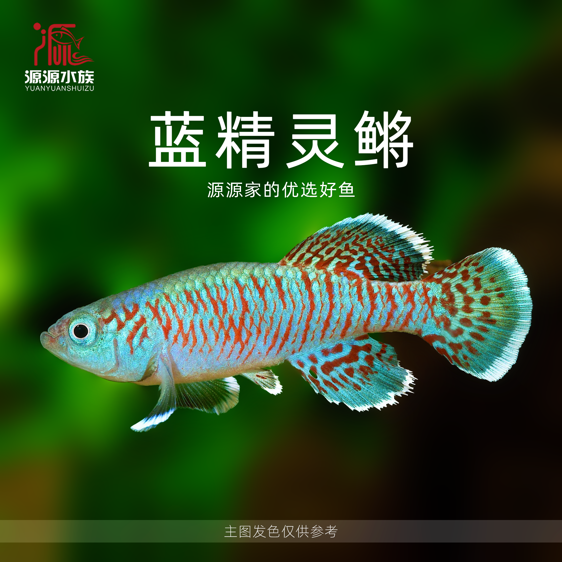 【源源水族】蓝精灵鳉鱼 热带小型观赏型高端热带鳉鱼顺丰发货
