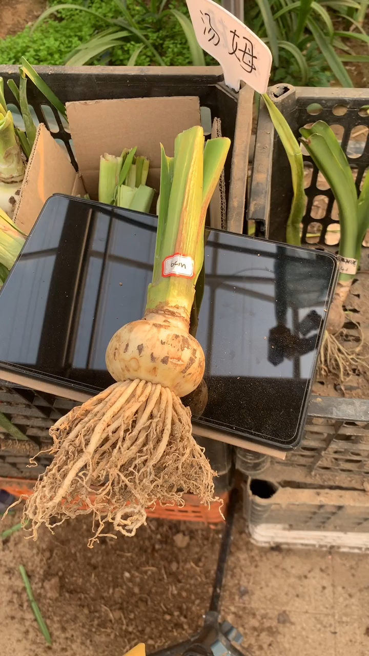 无花朵斯嘉丽铃声6cm