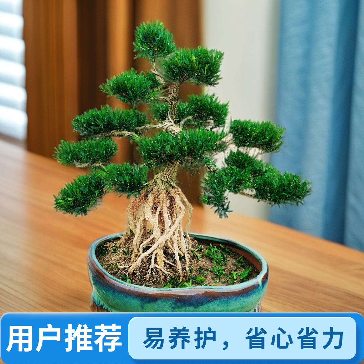 【006】高端皱皮黄杨老桩小叶黄杨室内桌面四季茶室盆景