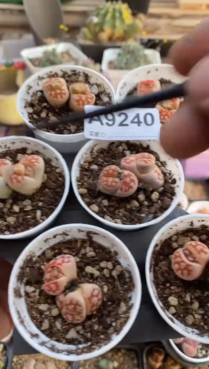 【闪购商品】9240直播一物一拍