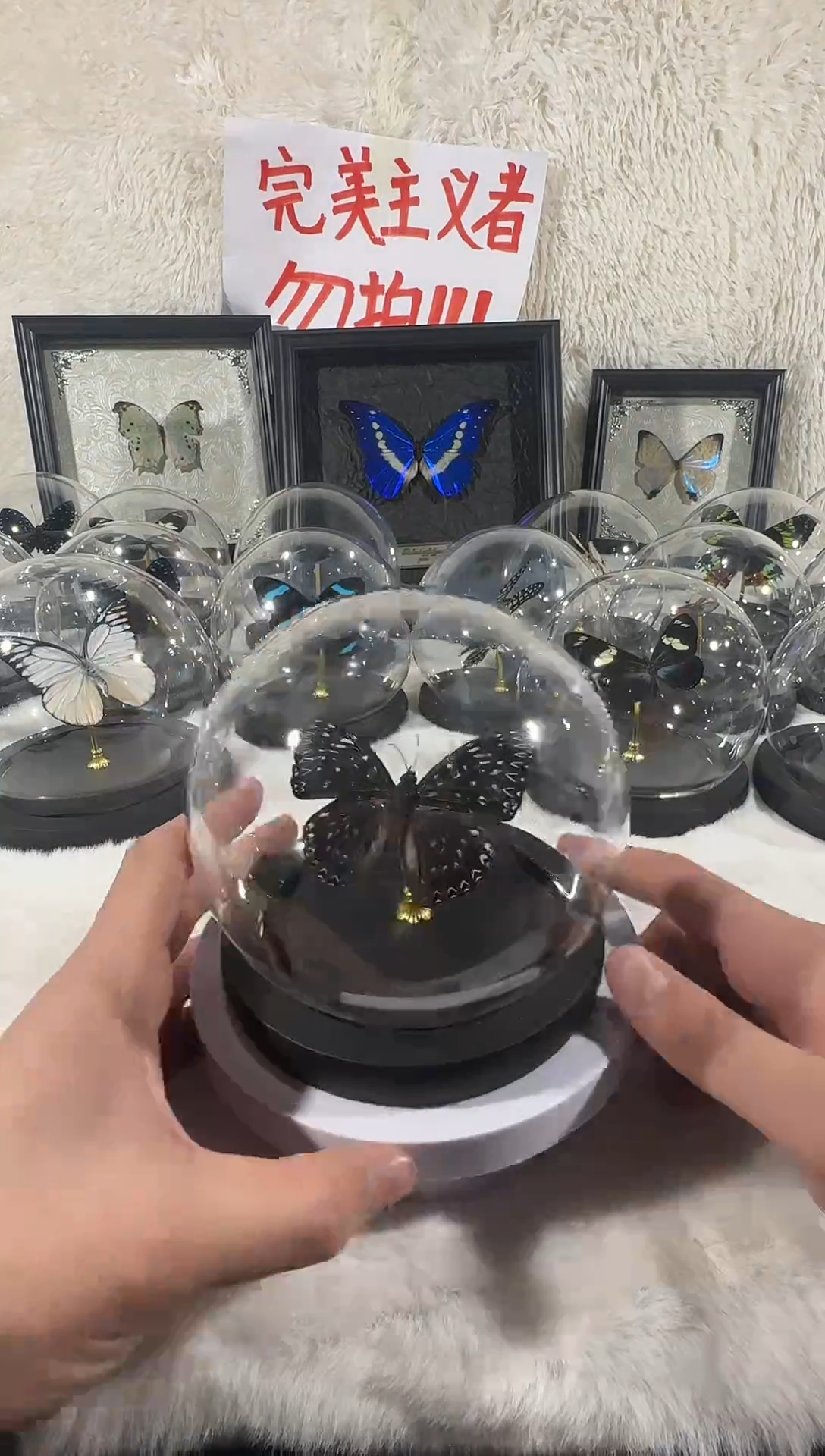 木电蛱蝶水晶球   