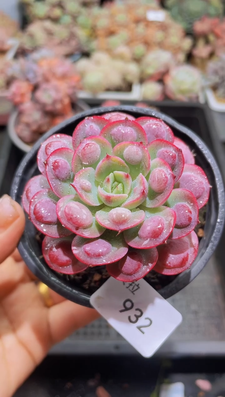 【闪购商品】932雨滴