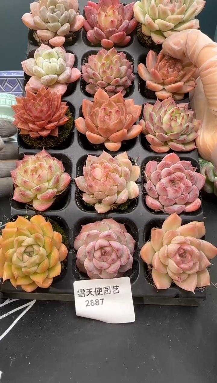 2 887  多肉 15  颗