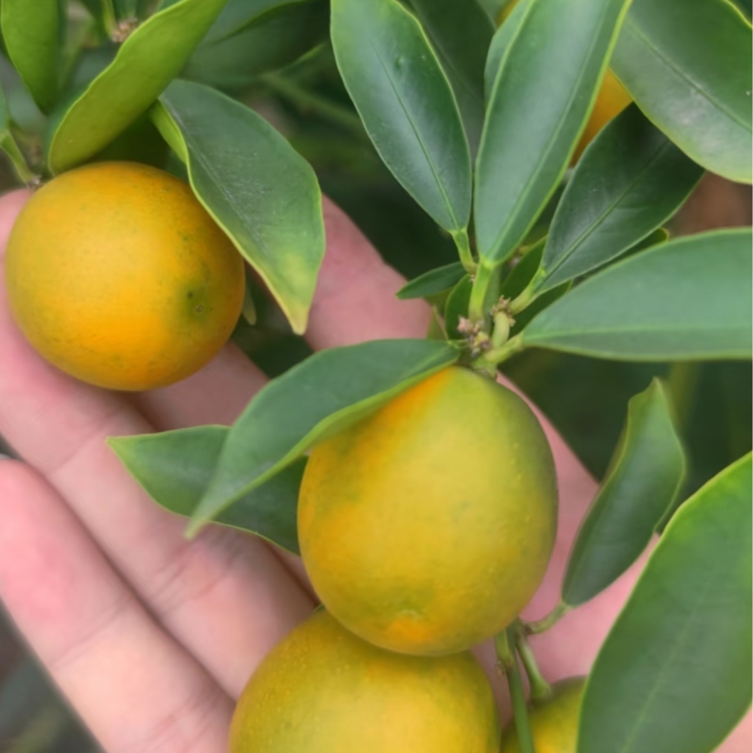 【带果】四代脆密金桔苗四季金桔盆栽带果室内外招财观赏花卉绿植M