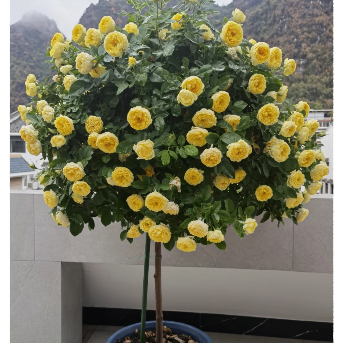 月季棒棒糖刺梨杆地栽盆栽庭院阳台到货落叶落花不售后