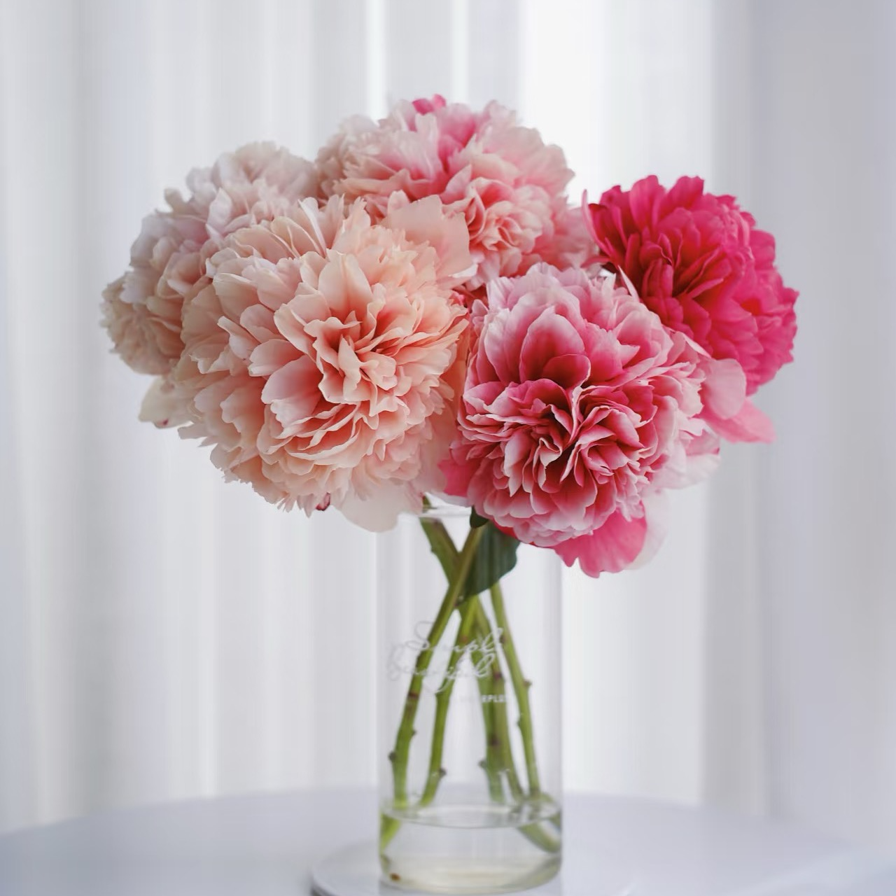 【专属-御前表演】AAA级芍药鲜切花山东菏泽基地现切现发水培鲜切花