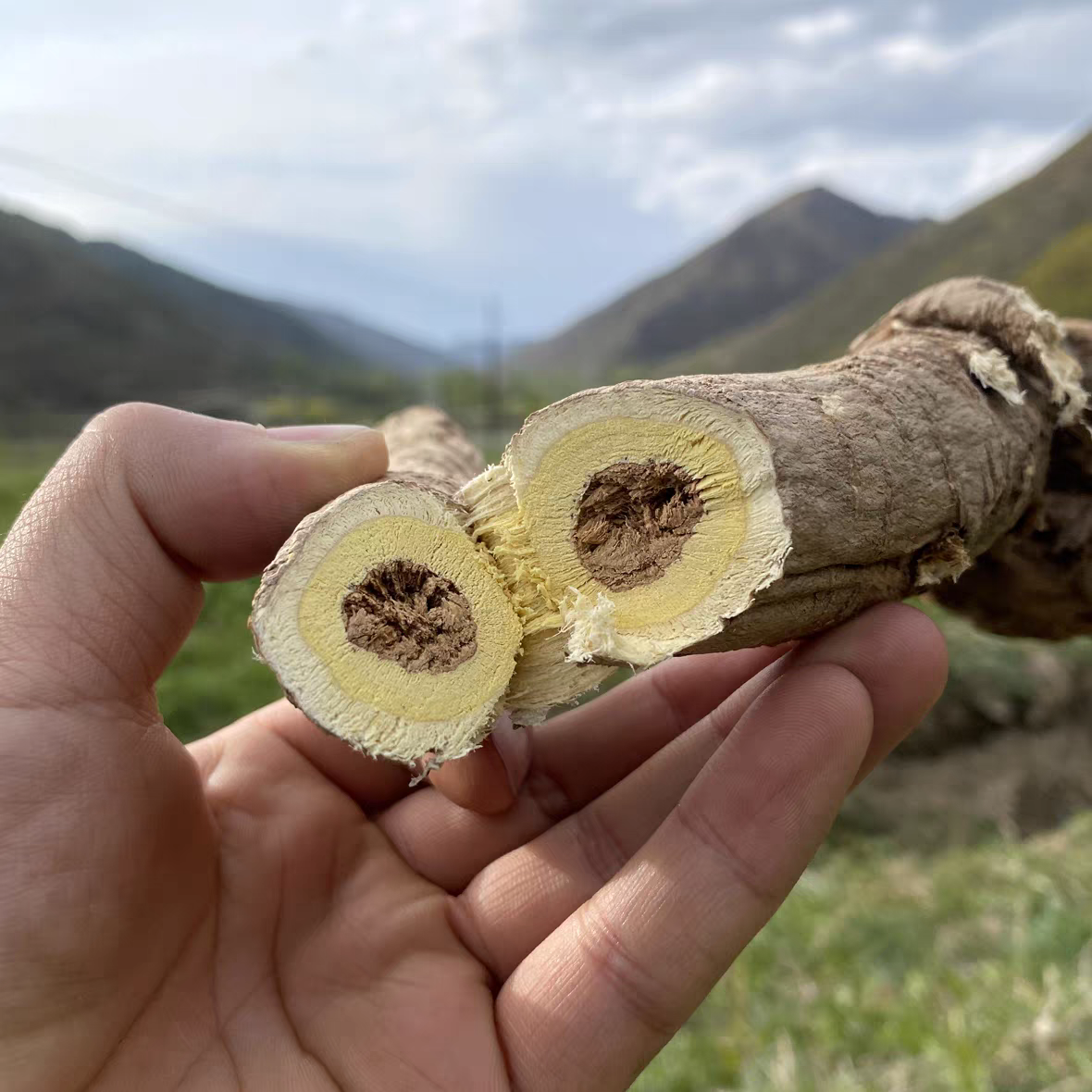 甘肃老黄芪黄芪片