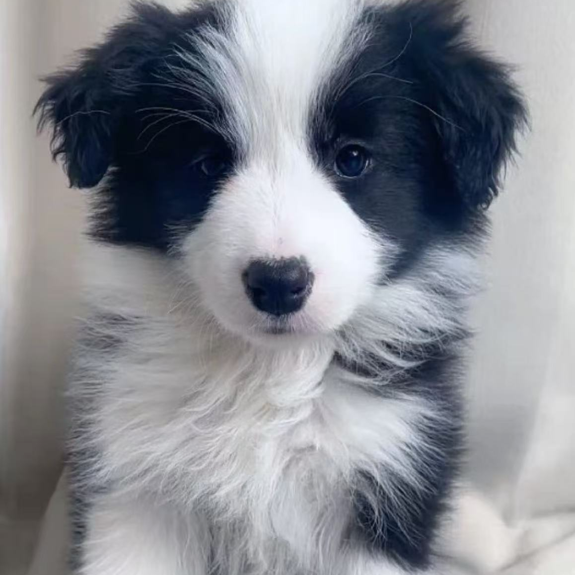 福星边牧家-2号温顺聪明宠物友好的小边牧超甜版宠物狗狗