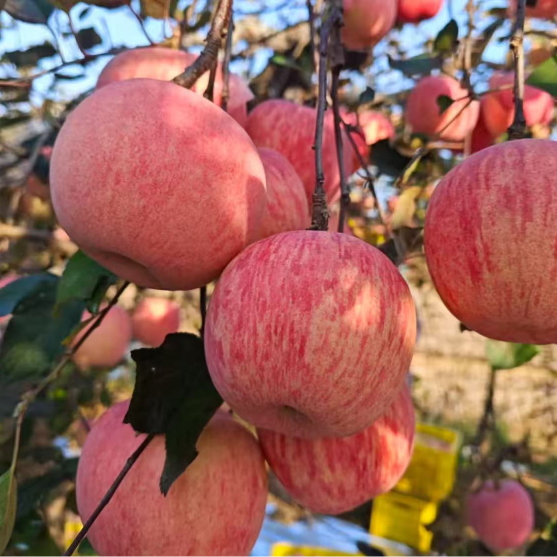 宠粉9.9/3斤】脆甜苹果（中果 条纹）脆甜可口 新鲜应季