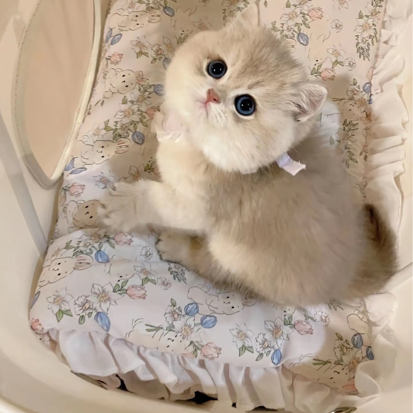 猫萌社家猫咪宠物萌宠通用链接