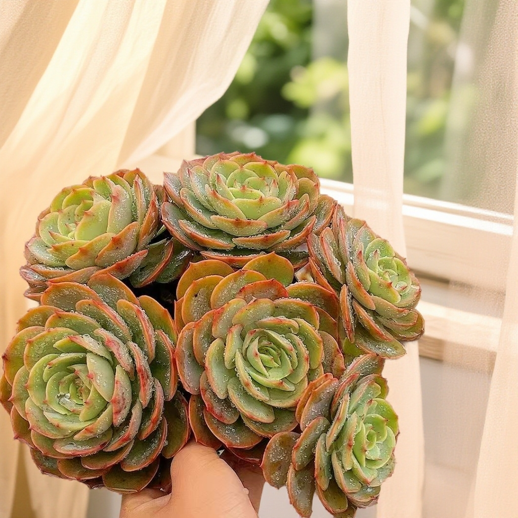 大群生白雪公主 4头起（脱土） 多肉【满15包邮】 以直播间为准  