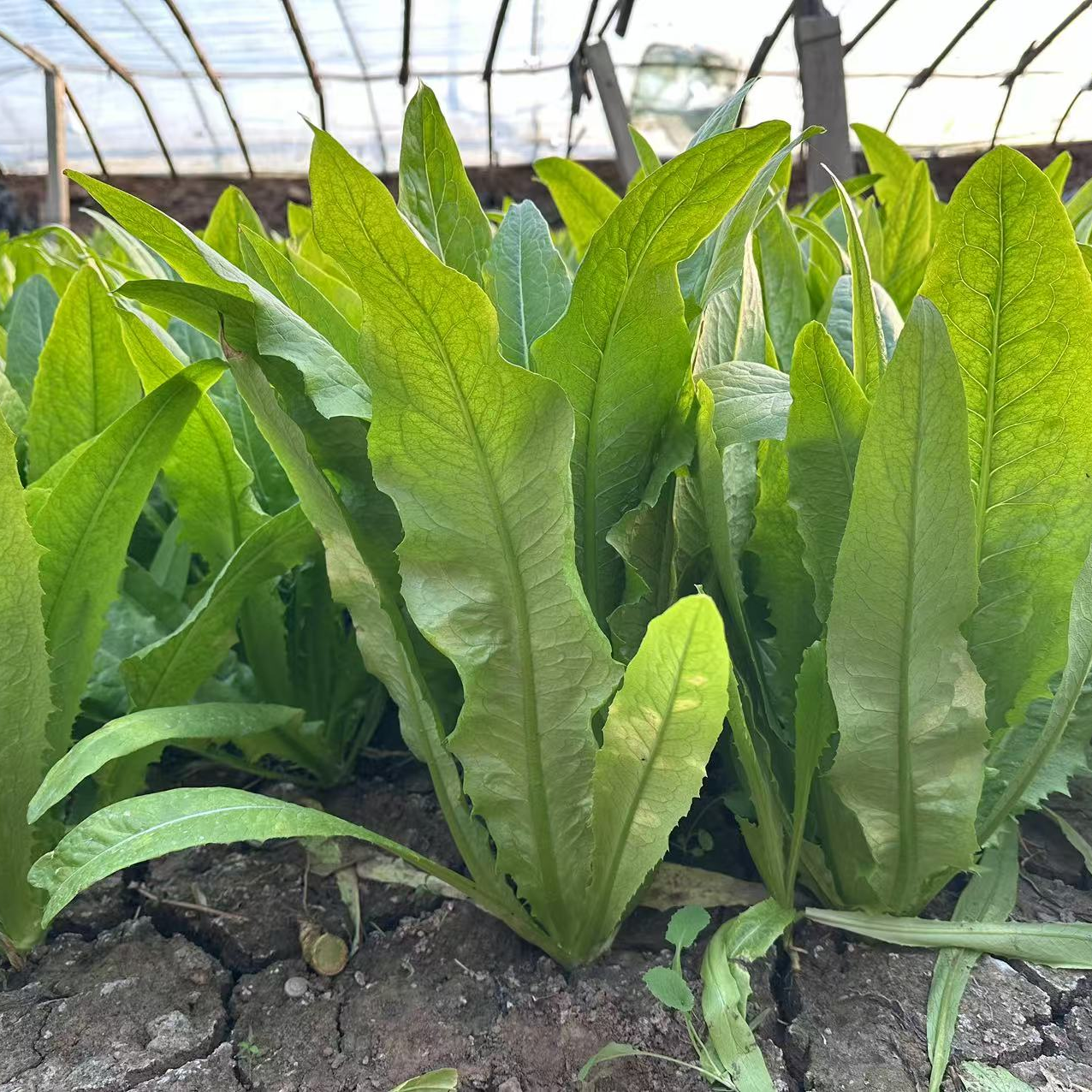 【多兴自产】脆爽可口现摘现发油麦菜基地直发