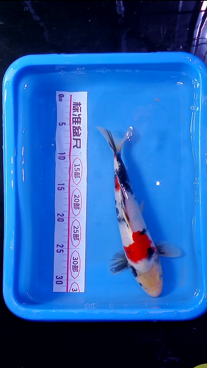 锦鲤直播间菁选 对版发货12 号