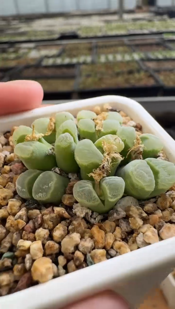 【闪购商品】22-38.