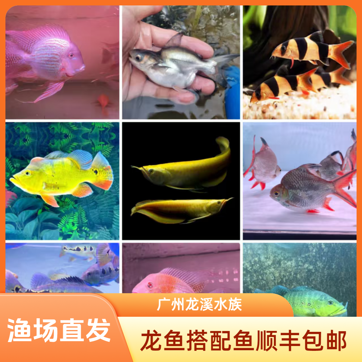 龙鱼虎鱼搭配鱼直播间顺丰包邮