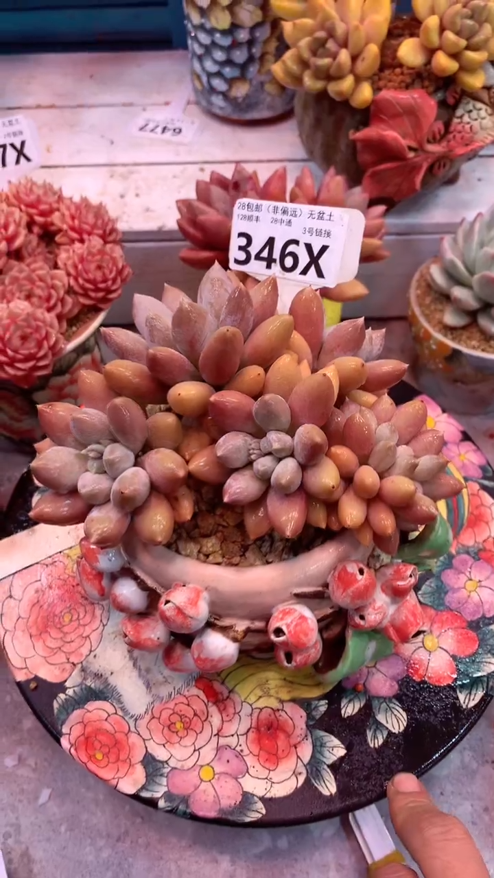 346X（一物一拍，精品多肉，w所见即所得 ）