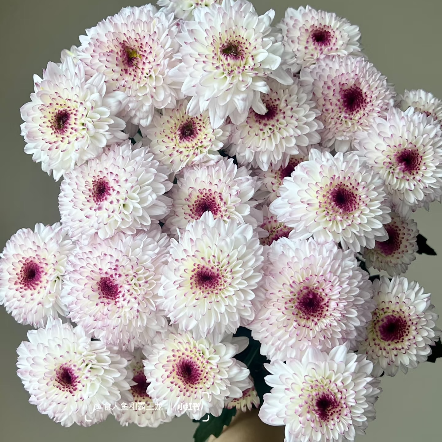 【A级马蒂斯小雏菊】四季可养花期超长待机顺丰包邮厦门鲜花批发