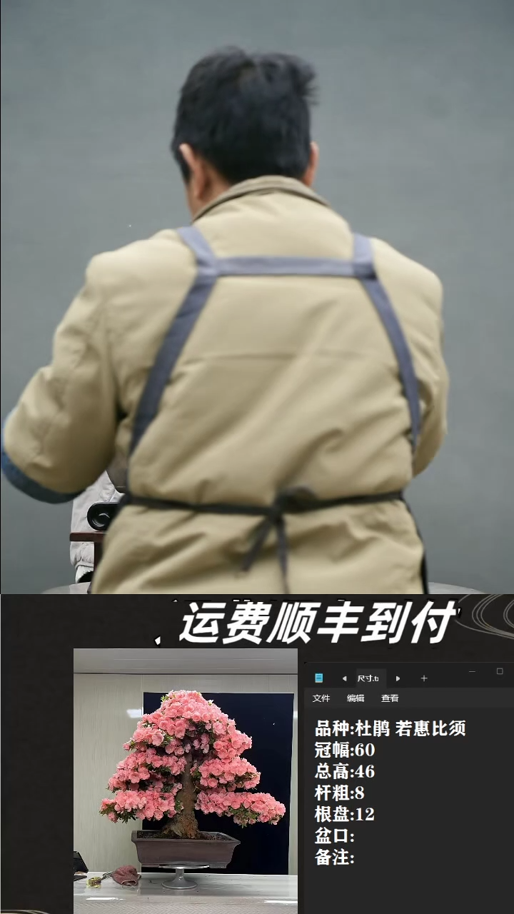 【闪购商品】36 杜鹃 若惠必须