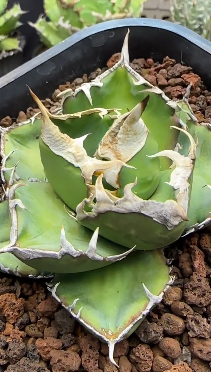 【闪购商品】立可白仁王冠龙舌兰