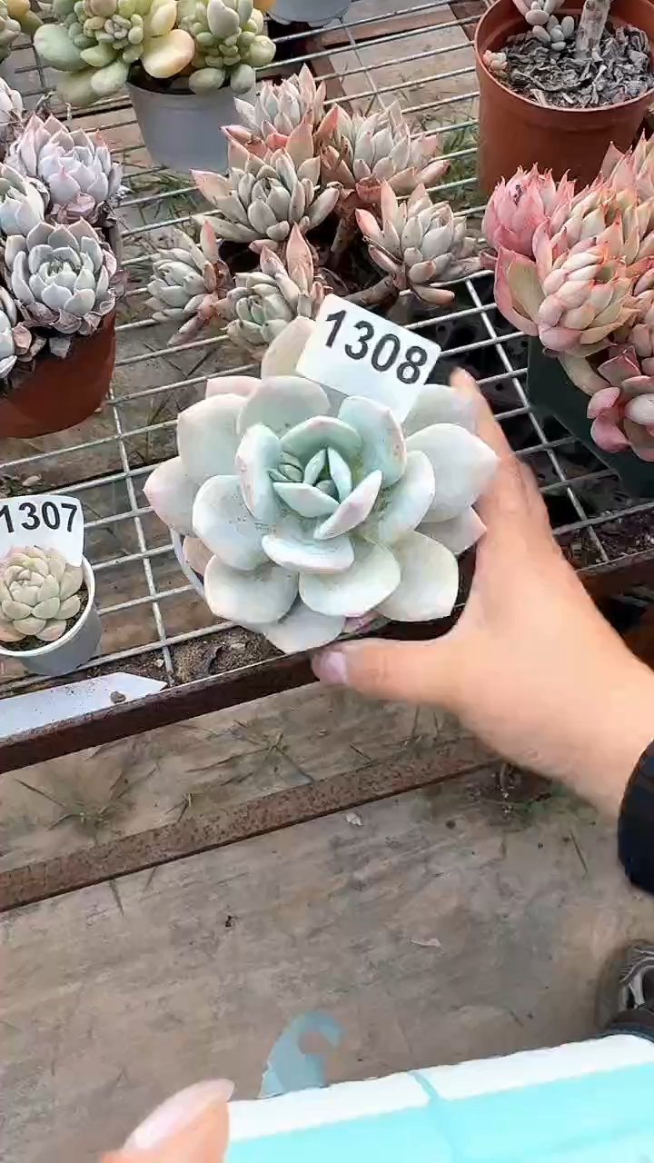 【闪购商品】1308奶茶