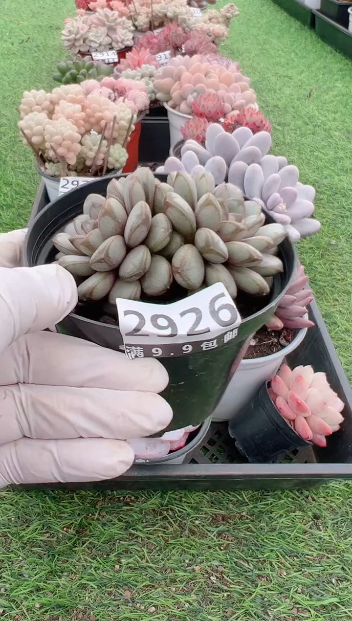 【闪购商品】信福多肉一物一拍