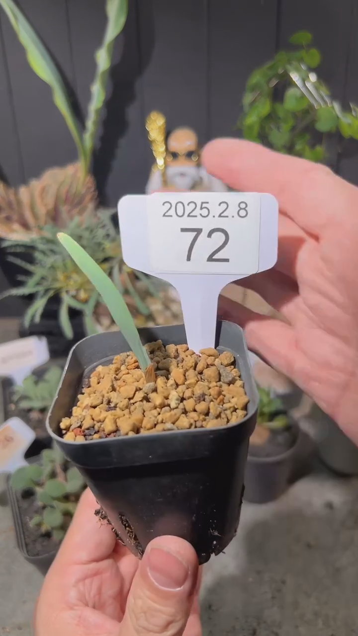 【闪购商品】红桃皇后夜鸢尾2.8.72