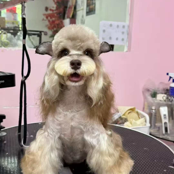 霹雳⚡雪纳瑞幼犬宠物礼物聪明温顺乖小狗高级宠物小型犬