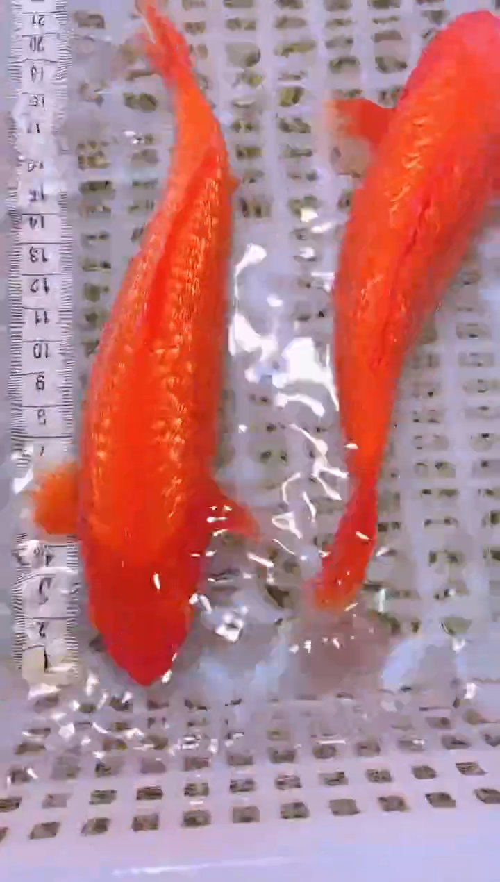 锦鲤冷水观赏鱼全场包邮30