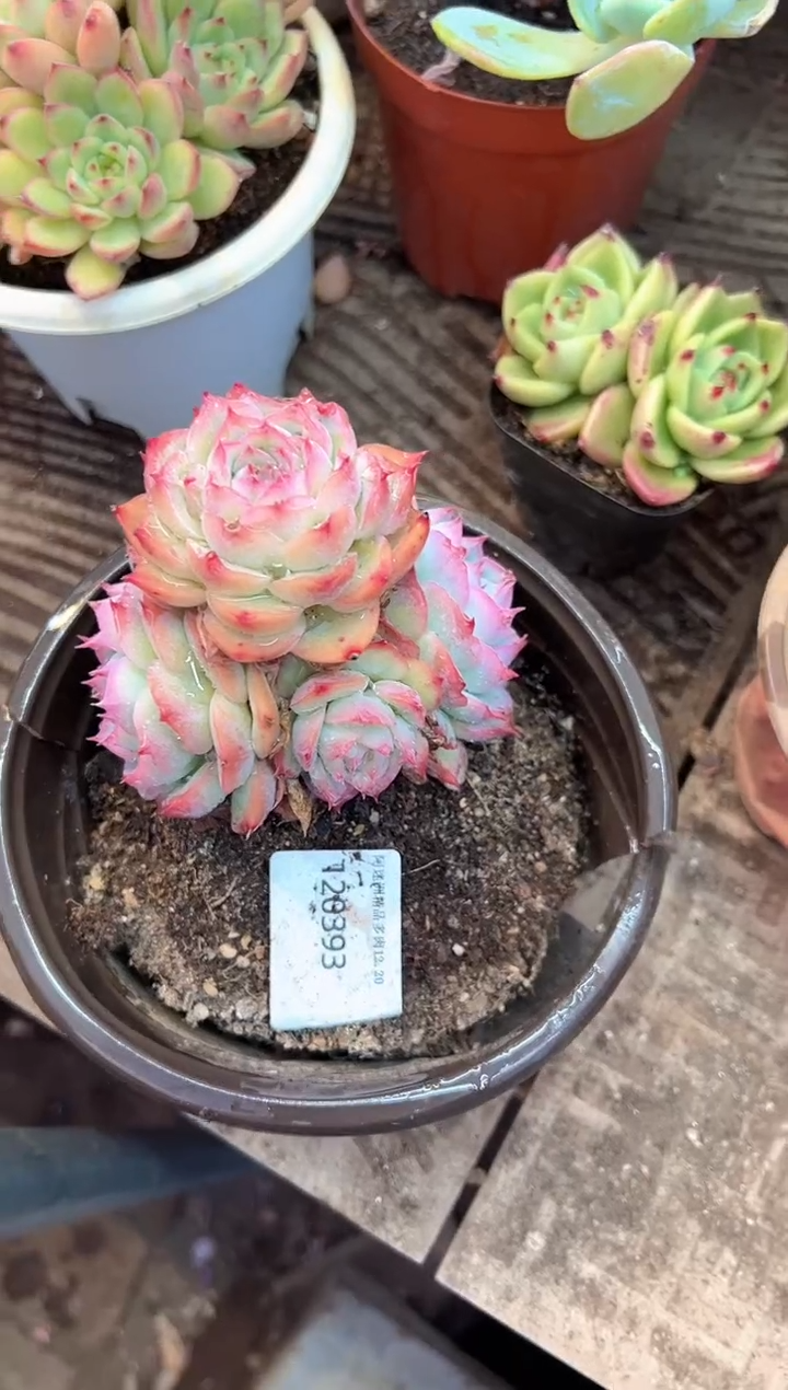 静**在 多肉植物一物一拍20393