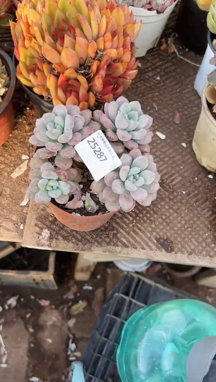 清**️多肉植物一物一拍25287