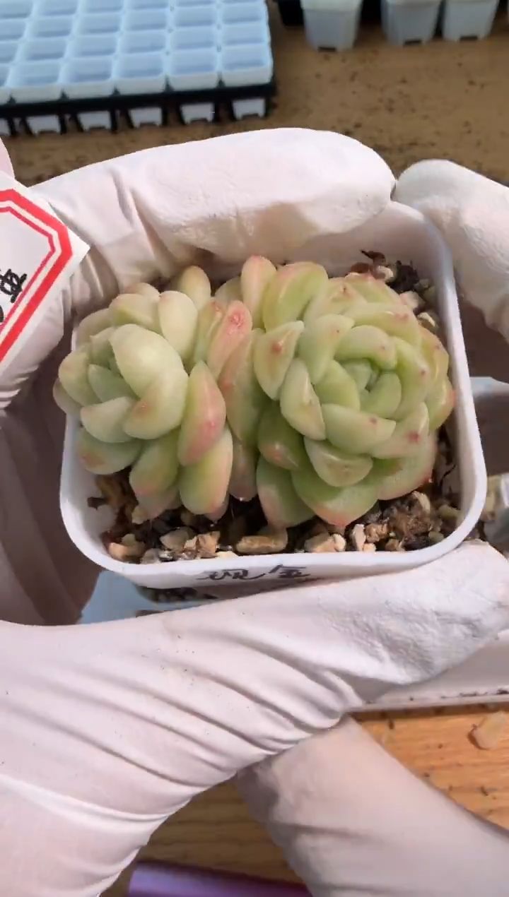 现金 四方一盆 单双混 量拍混发