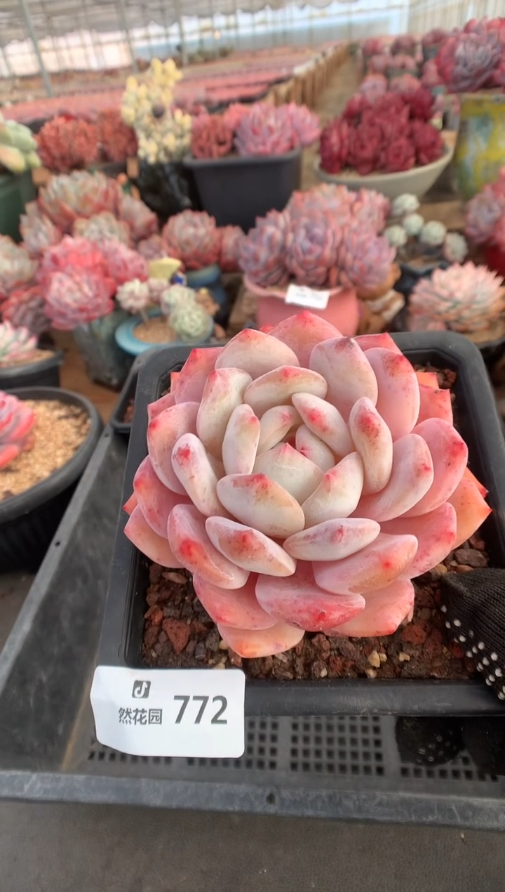 772星橙多肉植物一物一拍