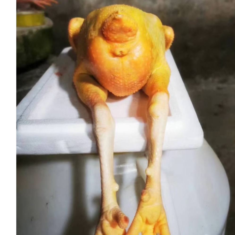 世界硒都北纬30度湖北恩施纯粮食散养富硒土鸡生鲜3.3斤