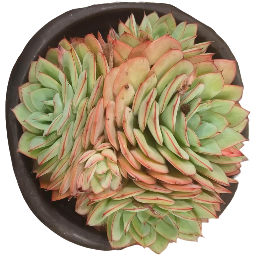 同美多肉园艺  牡丹亭  粉丝福利多肉植物 直播间实物为 夏季