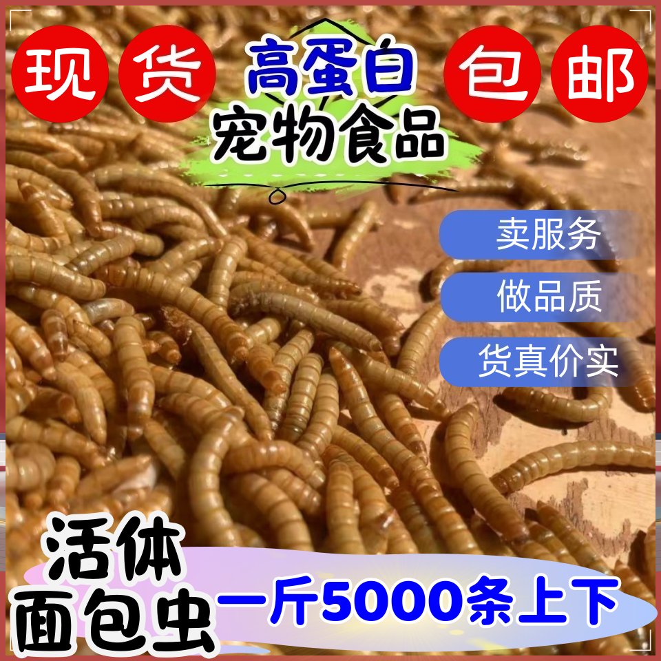 活面包虫鲜活黄粉虫活饵蛋白虫钓鱼饵料龟粮鼠粮宠物鸟食龙鱼饲料