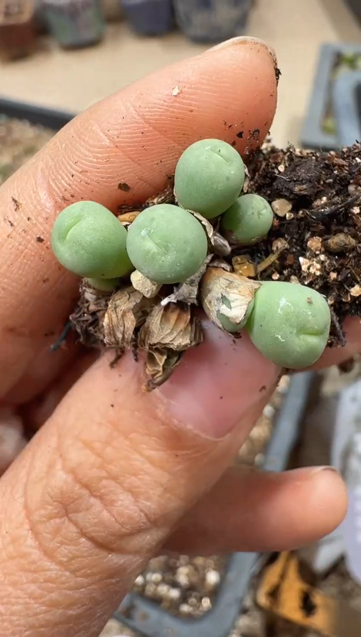 多肉植物肉锥3-176