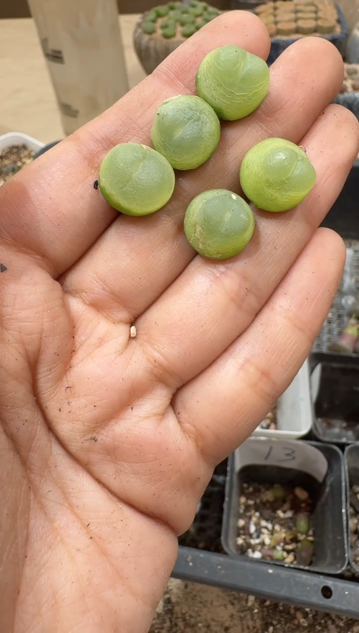29-255多肉植物肉锥一颗