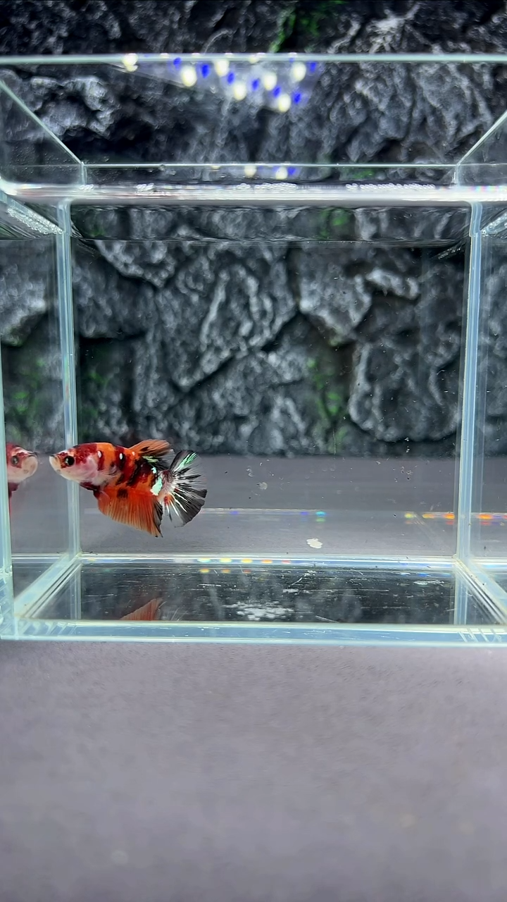 斗鱼竞拍链接A012