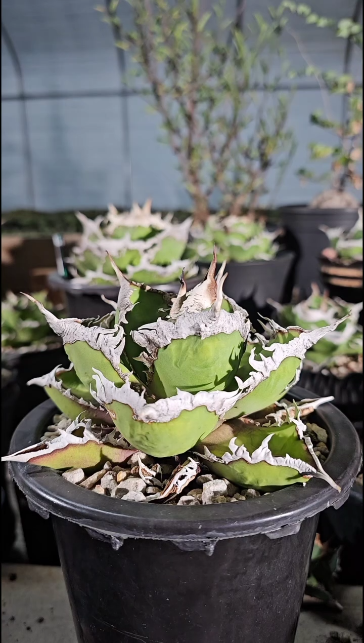 【半价】狼人 小亚成 (老板喜提千金 全场无门槛半价)