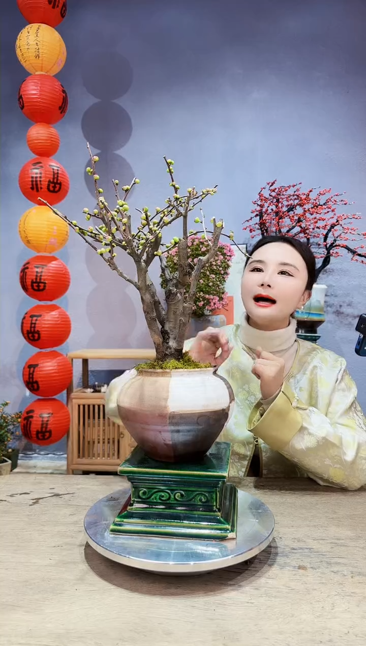 【闪购商品】盆景海棠 长寿冠