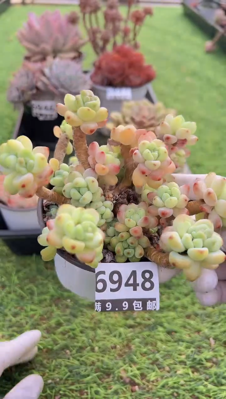 【闪购商品】信福多肉一物一拍