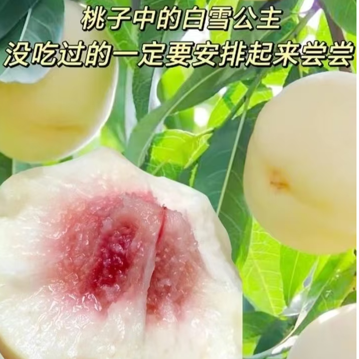 【产地直发】山东正宗蒙阴金秋红蜜、映霜红冬桃新鲜现摘、脆甜多汁！