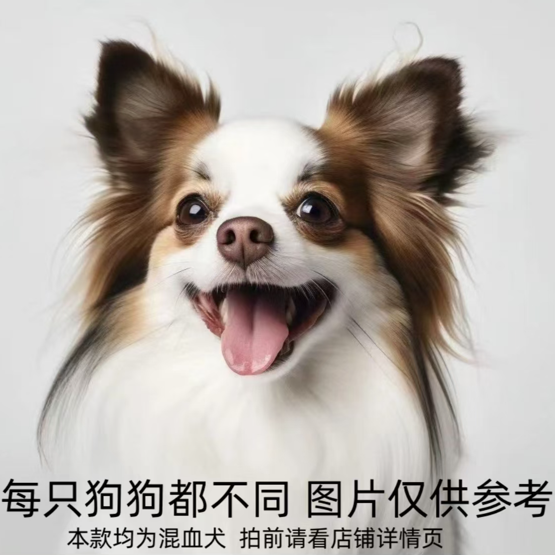 狗狗直播通用活体链接